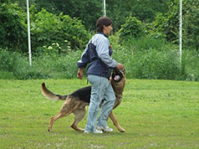Excellent Dog Training Center kutyaiskola Budapest